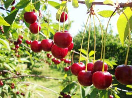 樱桃映红致富路