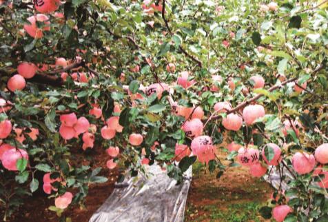 洛川苹果：精准扶贫的致富果